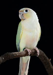 Green Cheek Conure Color Mutations Chart Infoupdate Org