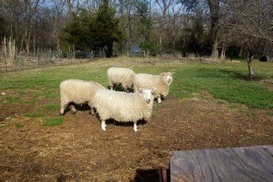 Start date sep 19, 2011. Peaceacre Farm: How Many Sheep Per Acre?