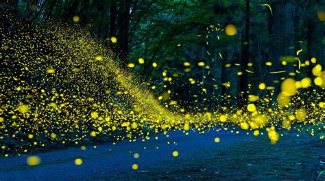 These Fireflies Are Syncing Up For A Rare Natural Light Show