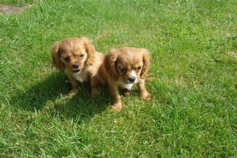 For example, your puppy will need a bed, perhaps a crate, a couple of warm blankets. Cavalier King Charles Spaniel Puppies For Sale | Houston ...