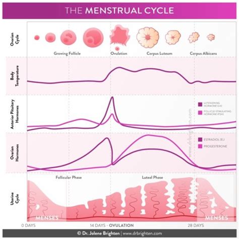 how hormones affect mood throughout your menstrual cycle dr jolene brighten