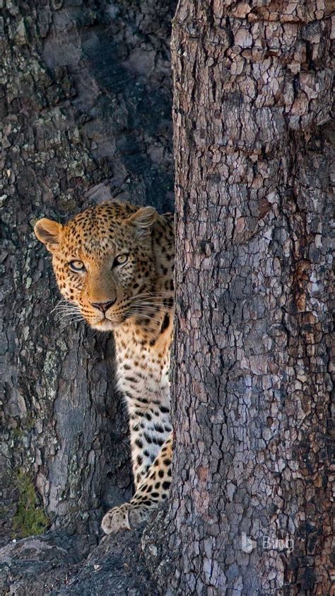 Male Leopard In Linyanti Wildlife Reserve Botswana Beautiful Cats
