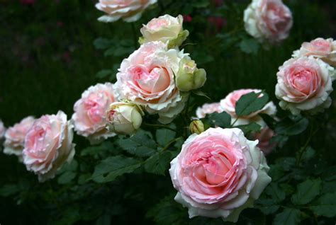 Роза плетистая Еден Роуз Eden Rose купить саженцы Цена в Украине