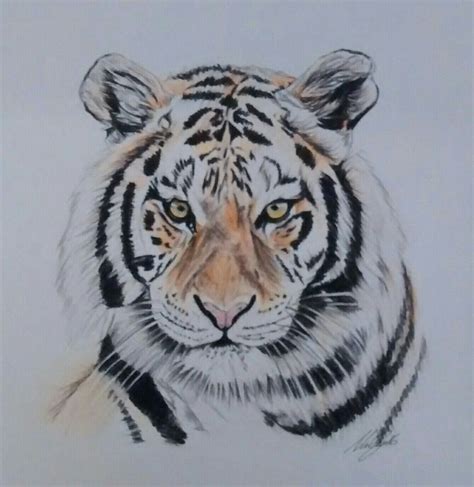 Tiger Coloured Pencil Drawing Color Pencil Drawing Pencil Art Pencil