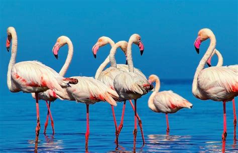 Wild African Birds Group Of African White Flamingo Birds And Their