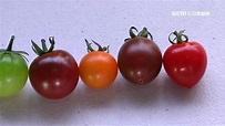 番茄怎麼吃才健康？攝取茄紅素「加熱」 維他命C「生吃」 | 生活 | 三立新聞網 SETN.COM