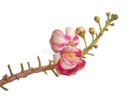 Cannonball Tree Or Sal Tree Flower Isolated On White Stock Photo