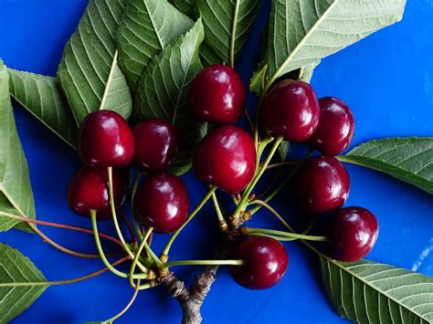 Hd Wallpaper Sweet Cherry Cherry Red Red Fruit Healthy Leaves