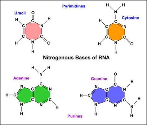 While the monosaccharide and phosphate group alternate in sequence and form the backbone of the dna double helix. Nitrogenous Bases in RNA