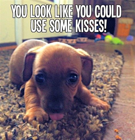 Kisses With Images Funny Animals Puppies And Kitties Cute Animals