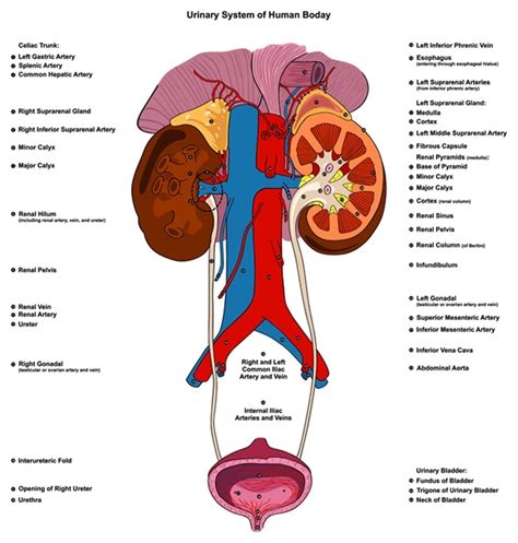 Anatomia E Fisiologia Apparato Urinario Vrogue