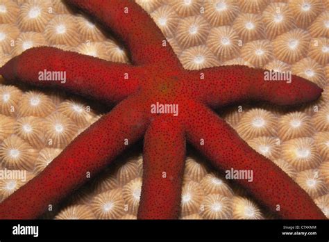 Red Starfish With Six Arms Linckia Sp Makogai Lomaviti Fiji Stock