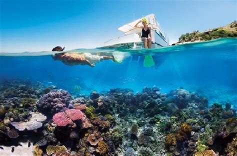 Snorkeling At The Great Barrier Reef Queensland Picture Of Australia