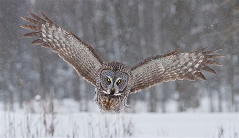 Down The Barrel Great Gray Owl Hunting Photograph By Daniel Cadieux Fine Art America