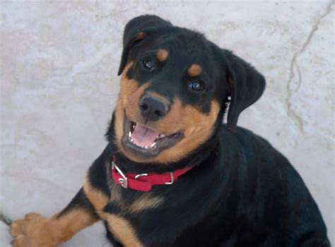 Rottweiler turns on the aggression. Angry Rottweiler Tattoo Rottweiler attack tattoos ...