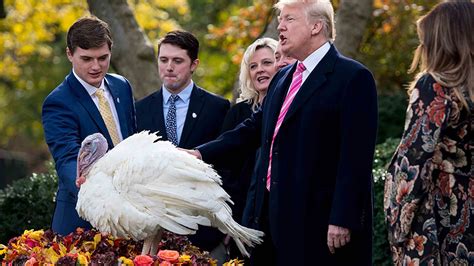 thanksgiving turkeys get presidential pardon from trump cgtn