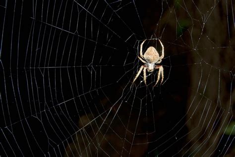 Non Poisonous Spiders In Oak Park Il Oak Park Pest Control Pros