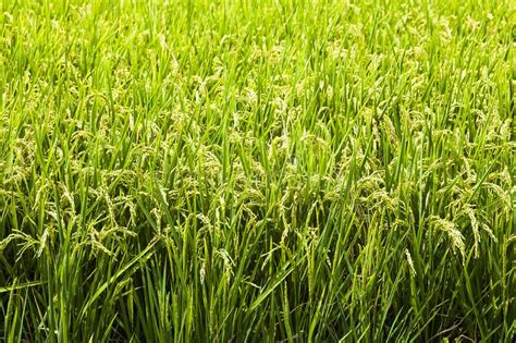 Large Area Rice Crop Field In Taiwan Stock Photo Image Of Countryside