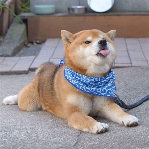 Meet Ryuji The Most Expressive Shiba From Japan Bored Panda