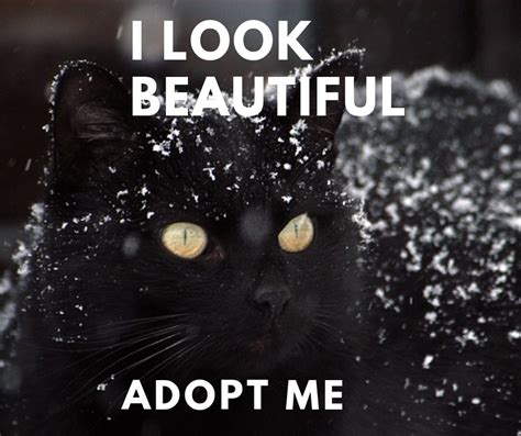 Adopt Black Cats Black Cat Cats Adoption