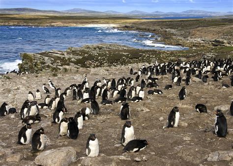 Great Things To Do In The Falkland Islands Audley Travel