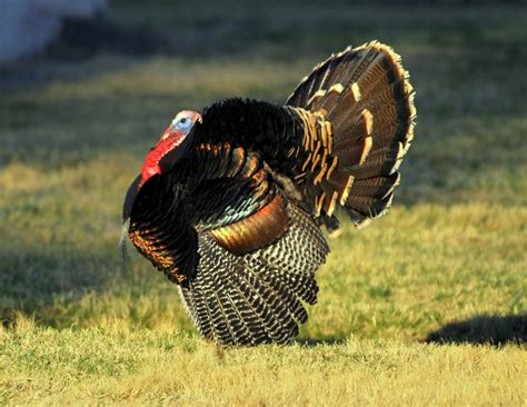 wild turkey male carlsbad new mexico april 2011 tony thomas photography