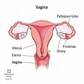 Vagina: Anatomy, Function, Conditions & What’s Normal