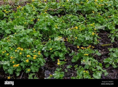Caltha Palustris Marsh Marigold Or Kingcup Flowers In Wet Woodland