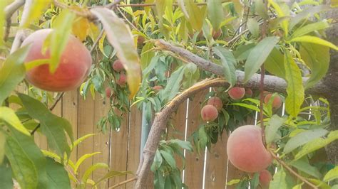 Young Peach Tree 5 Years Or Less Broke Under Its Own Weight Anything