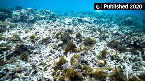 great barrier reef is bleaching again it s getting more widespread the new york times