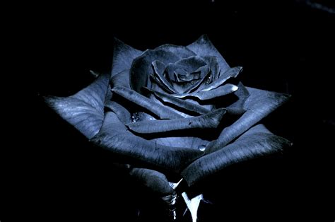 Black Rose Wallpapers High Quality Download Free