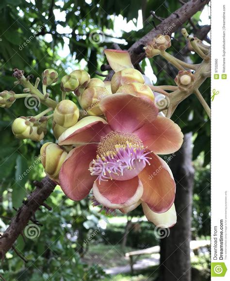 Shorea Robusta Or Shala Tree Or Sal Tree Flower Stock Photo Image Of