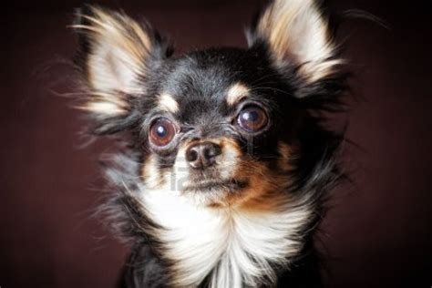 cute dogs long haired chihuahua dogs