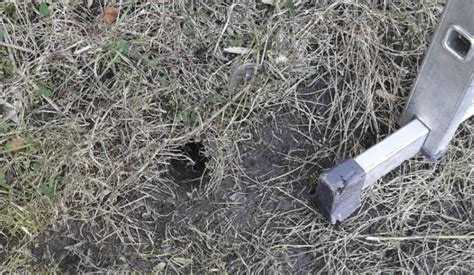 How To Get Rid Of Rat Holes In Yard Tips For Killing Rats In Their Burrows