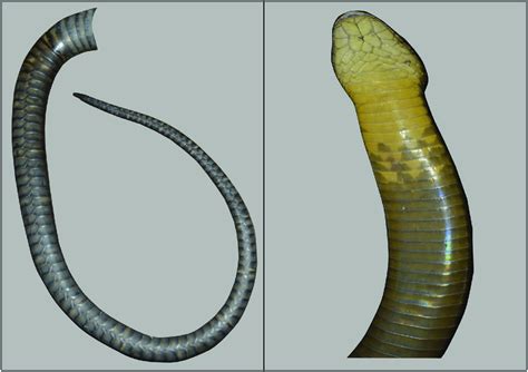King Cobra Patterning Comparison Subcaudal Scales And Ventral Body