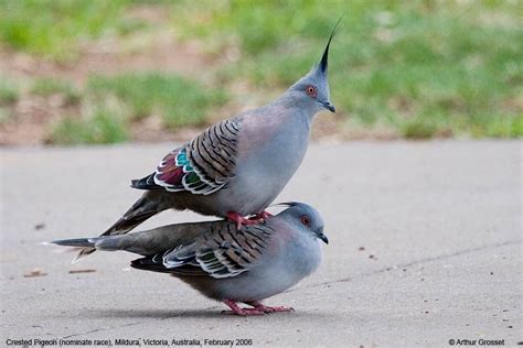Crested Pigeon Ocyphaps Lophotes Crested Pigeon Australian Native
