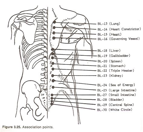 Xiphoid Process Anatomy Definition