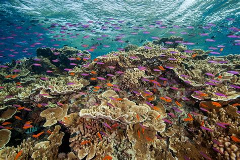 Great Barrier Reef Coral Bounces Back But Global Warming Still A Risk