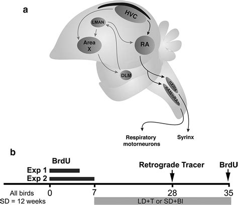 adult neurogenesis leads to the functional reconstruction of a telencephalic neural circuit