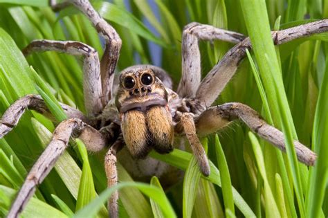 Wolf Spiders In Florida Everything You Need To Know A Z Animals