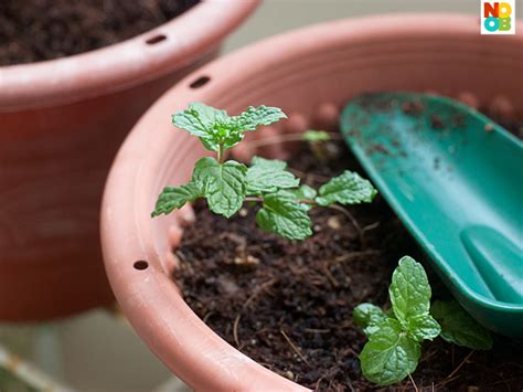 How To Grow Mint Step By Step Photos