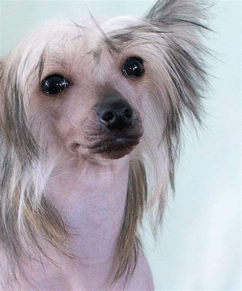 Chinese Crested Information Dog Breeds At Thepetowners