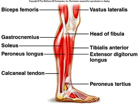 Leg Muscles Diagram Posterior Lower Leg Muscles Diagram Human Anatomy
