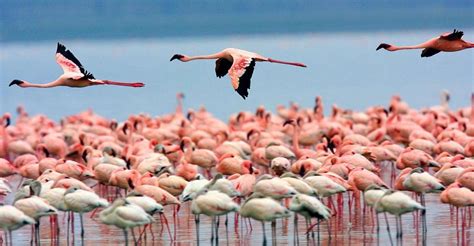 Nairobi 2 Dniowe Jezioro Nakuru National Park Lodge Safari Getyourguide