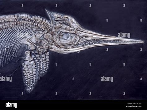 Mesozoic Marine Reptile Hi Res Stock Photography And Images Alamy