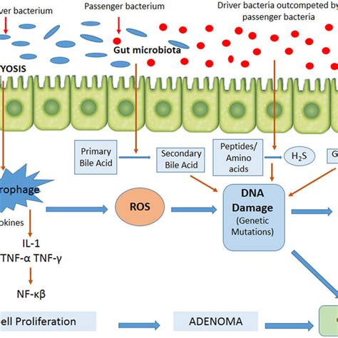 Pdf Factors Determining Colorectal Cancer The Role Of The Intestinal