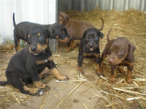For Sale Doberman Puppies Pure Bred