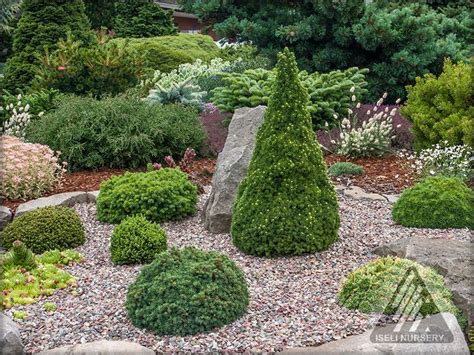 Thank you for your support. Dwarf Conifers For Rock Garden - Garden Ftempo