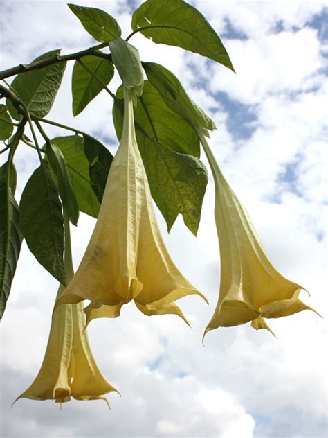 Suaveolens Yellow Angel Trumpet Plant Brugmansia Urban Perennials