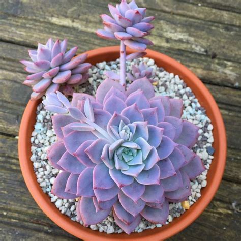 Featured photo via lisa wola featured photography: Top 20 Most Beautiful Purple Succulents In The World ...